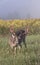 Vertical view of whitetail buck in a field.