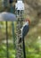 Vertical View of Woodpecker at Feeder