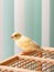 Vertical view of young male Curious orange canary looks straight sitting on a cage on a light background. Breeding songbirds at