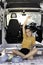 Vertical view of young woman sitting in a van enjoying the process of self building the camper rising an arm