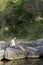 Vertical vision of a remote worker sitting on the bank of a river and working with his laptop in nature