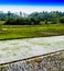 Vertical vivid rice diagonal plantation