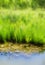 Vertical vivid summer blurred grass over the water