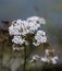 Vertical vivid white Norway flowers bokeh background backdrop