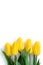 Vertical white Festive postcard with yellow tulips