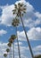 Vertical White puffy clouds Low angle view of palm trees at La Jolla in California