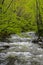 Vertical-A white water stream is surrounded with greenery in the Smokies.