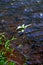 Vertical wild trees growing on the riverbed and weeds on the left side`