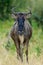 Vertical of a wildebeest in savannah, National park of Kenya, Africa.