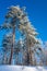 Vertical winter landscape with tall pine trees