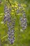 Vertical - Wisteria blooms hanging from a vine.