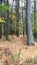 Vertical wooded scene with a view of trees, plants and a bed of pine needles on the forest floor