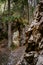 Vertical of a wooden sway hanging in a dense forest with rocks