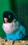 Vertical of a yellow-collared lovebird perched on a stick.