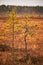 Vertical young pine trees growing on a dry field