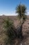 Vertical of a Yucca along New Mexico highway 27