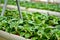 Verticale farming for Milk cabbage