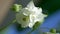 Vertically. Close up. White aquilegia flower in the garden in the wind