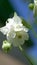 Vertically. close up . white aquilegia flower in the garden in the wind