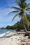 Vertically exposed palm tree on white sand beach.