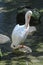 Vertically exposed portrait of white pelican standing on stone i