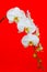 Vertically hangingwhite phalaenopsis orchids against bright red background