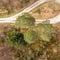 Vertically taken aerial photograph of an almost forty metre high old giant pine tree on the edge of a turning loop in a forest rid