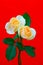 Verticial view of a pair of classic peach roses on red background