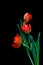 Verticial view of three entwined red color tulips against dark background