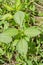 Vervain Herb Plant