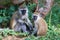 A Vervet family with a little baby monkey