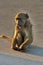 Vervet Monkey