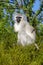 Vervet Monkey