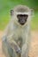 Vervet monkey