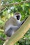 Vervet monkey