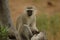 Vervet Monkey