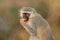 Vervet monkey