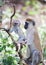 Vervet monkey baby and mother on the tree