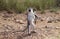 VERVET MONKEY cercopithecus aethiops, FEMALE STANDING ON HIND LEGS, KENYA