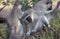 VERVET MONKEY cercopithecus aethiops, GROUP GROOMING, KENYA