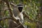 Vervet monkey Cercopithecus aethiops sitting in a tree, South Africa