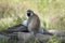 Vervet Monkey, Chlorocebus pygerythrus