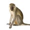 Vervet Monkey - Chlorocebus pygerythrus