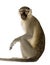 Vervet Monkey - Chlorocebus pygerythrus