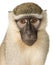 Vervet Monkey - Chlorocebus pygerythrus