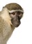 Vervet Monkey - Chlorocebus pygerythrus