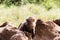 Vervet monkey Chlorocebus pygerythrus baby on rocks