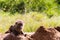 Vervet monkey Chlorocebus pygerythrus baby on rocks