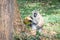 Vervet monkey Chlorocebus pygerythrus eating  jackfruit Artocarpus heterophyllus,  Jinja, Uganda