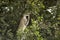 Vervet monkey, Chlorocebus pygerythrus, eating, Serengeti